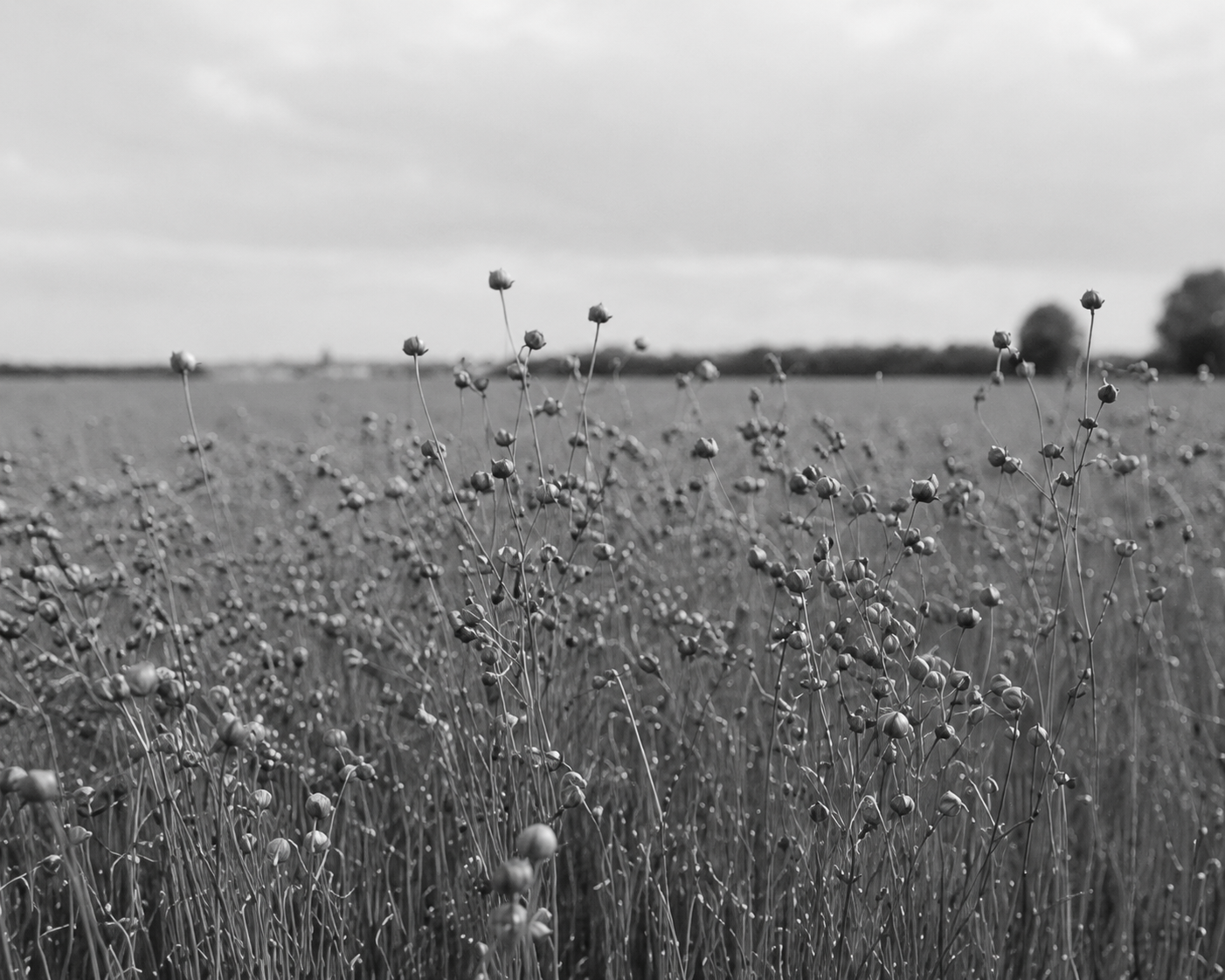 A flax field with ripening seed heads under an overcast sky, in black and white