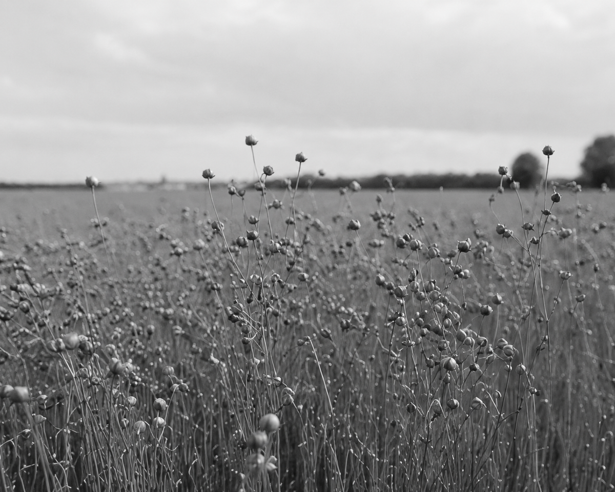 A flax field with ripening seed heads under an overcast sky, in black and white